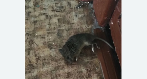 Дезинфекция от мышей на Якиманке города Москвы